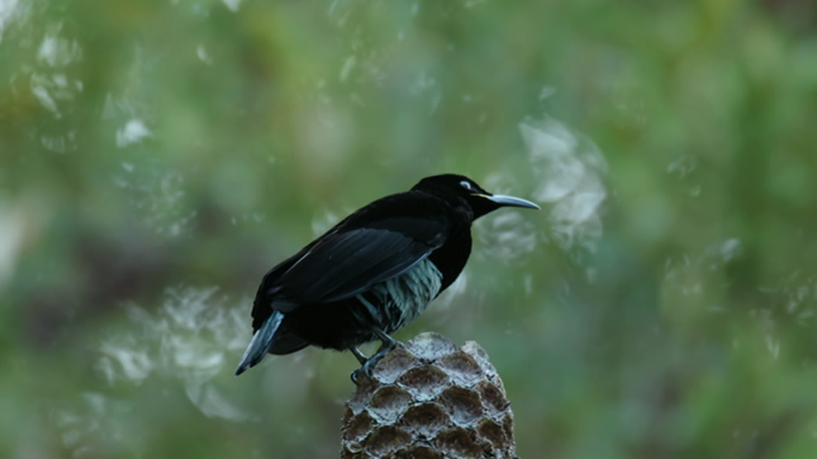 Planeta selva - El paraíso austral. Australia - Planeta selva | Ver