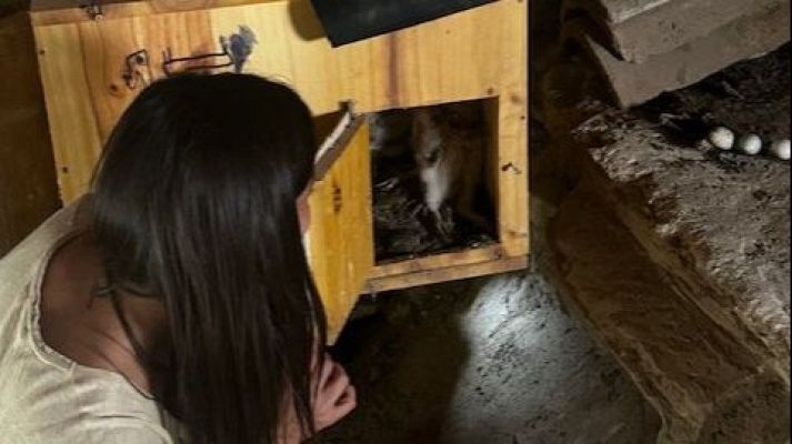 Para todos La 2 - La bióloga Evelyn Segura, analiza en su sección el comportamiento de las lechuzas, unas aves rapaces nocturnas.