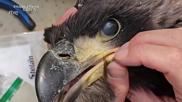 Aquí la Tierra - El pigargo ha vuelto