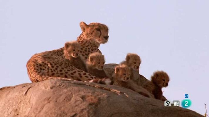 Grandes documentales - Guepardos: Contra todo pronóstico