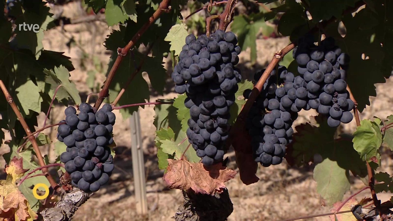 Agrosfera - 20/09/25 - Agrosfera | Ver