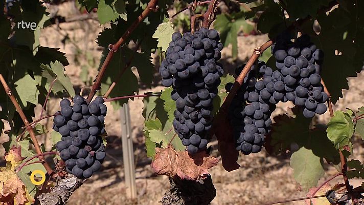 Agrosfera - Agrosfera - 20/09/25