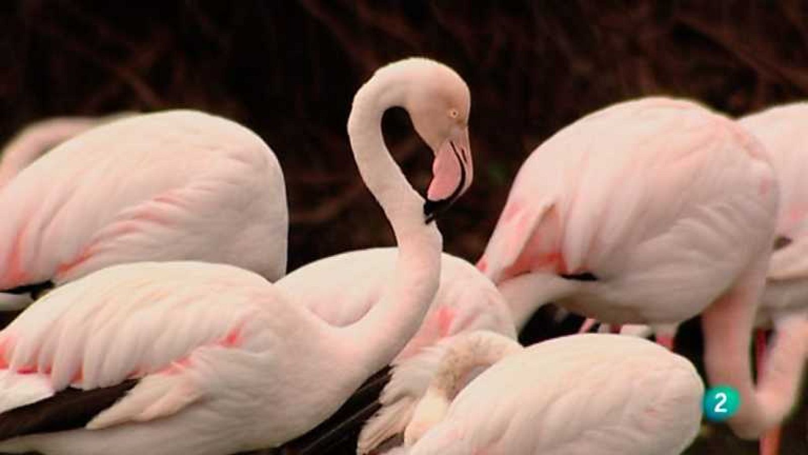 Biodiario - 23/01/13 - Ver ahora