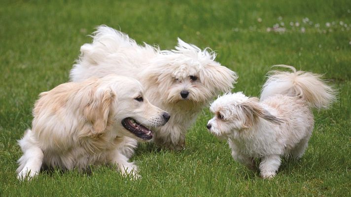 Mañaneros 360 - Robos por encargo de perros de raza