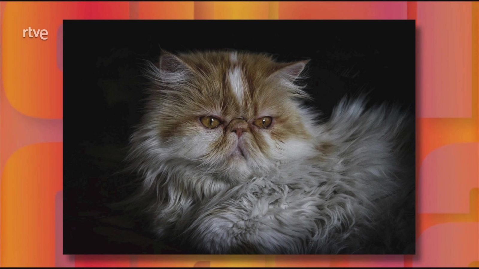 Saber y ganar - 24/09/25 - Saber y ganar | Ver