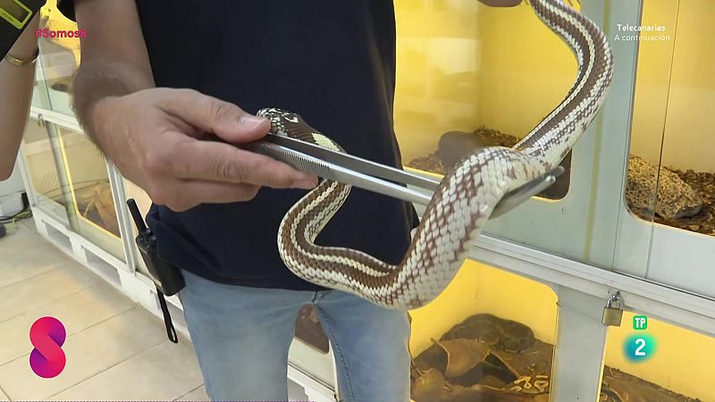 Somos 8 - 24/09/2025 - Somos 8 | Ver