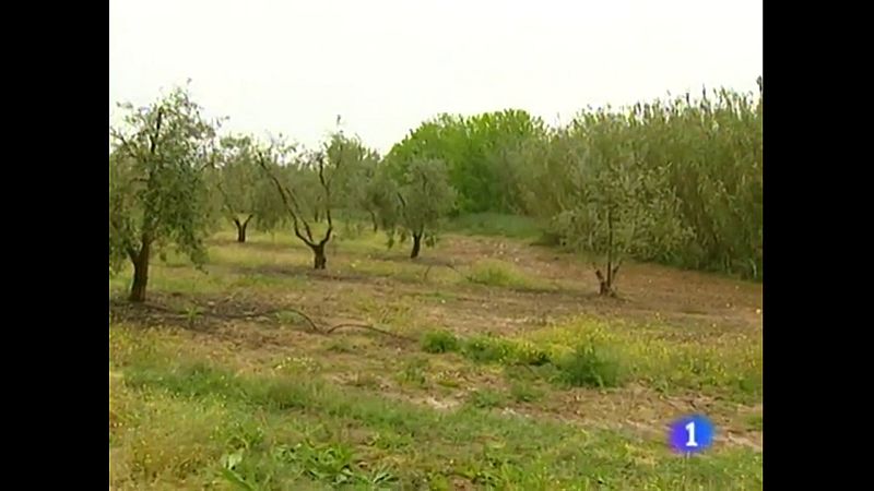 Dificultades en la fosa de la finca El Valle (Arroyo de San Servn, Badajoz) | Ver ahora