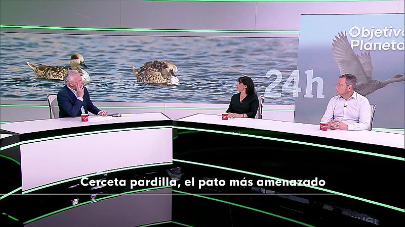 Objetivo Planeta - Cerceta pardilla, el pato ms amenazado - Objetivo Planeta | Ver