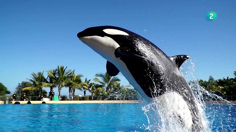 Morgan, 15 aos despus de su rescate - En lengua de signos | Ver