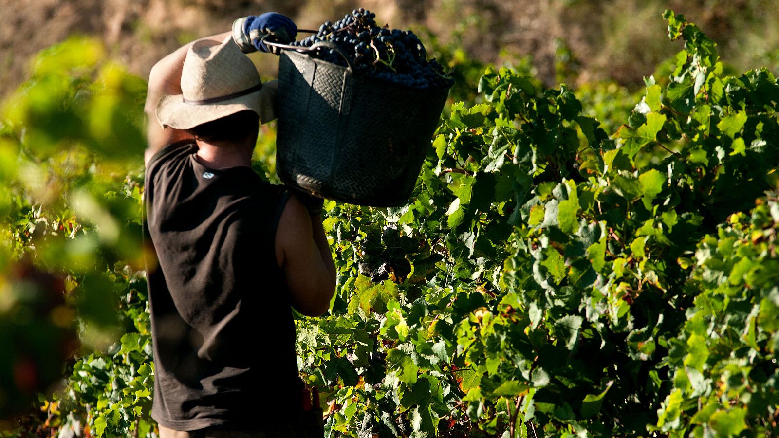 España vive la segunda vendimia más corta del siglo | Ver