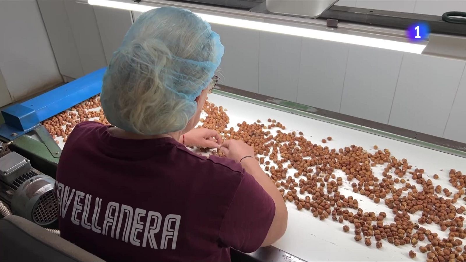 S'acaba la campanya de collita de l'avellana