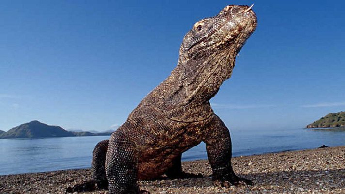 Documenta2 - Historia de la vida. El apareamiento: en busca de un pareja