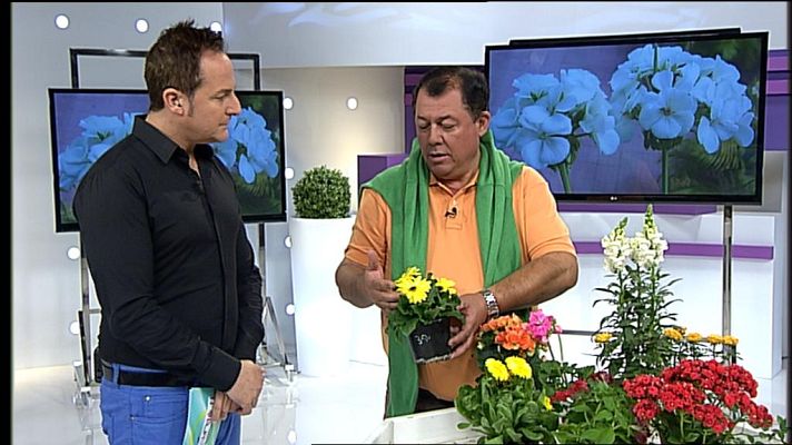 Cerca de ti - Cerca de ti - 24/01/13