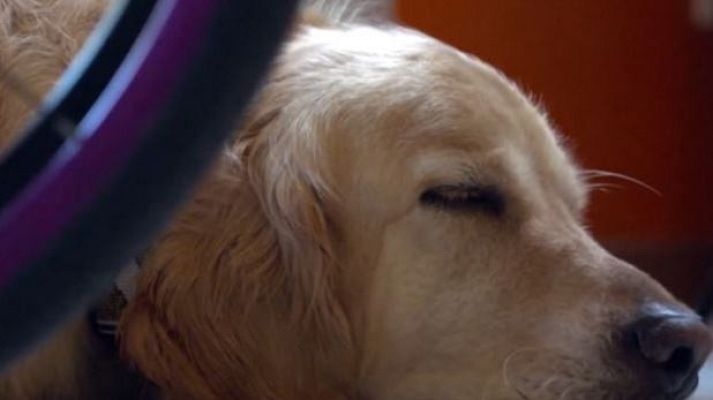 Directo al grano - Los certificados falsos de los perros de compañía