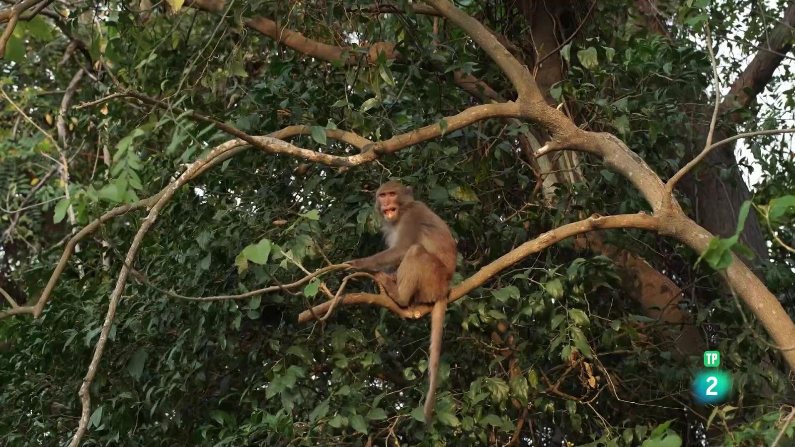 Això és Taiwan la illa de la selva - Grans Documentals - Som Documentals | Veure documental
