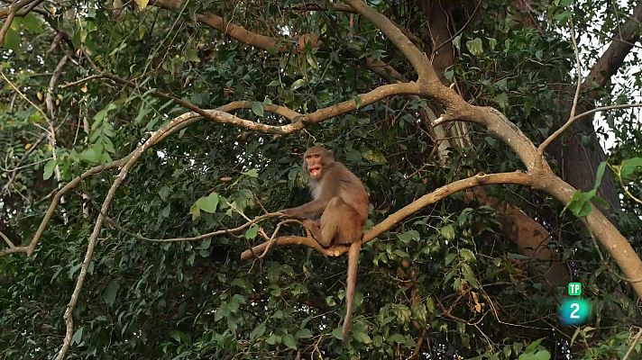 Som Documentals - Això és Taiwan la illa de la selva