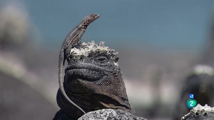 Som Documentals - Els secrets naturals de la zona equatorial: Les Galàpagos
