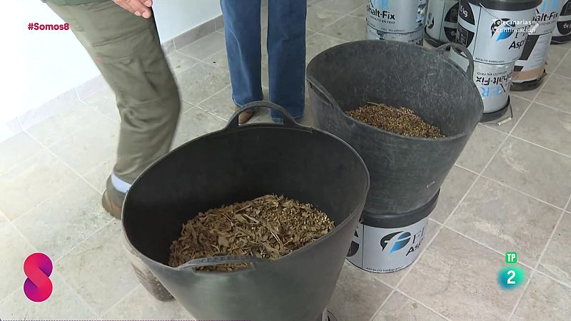 Somos 8 - 29/09/2025 - Somos 8 | Ver