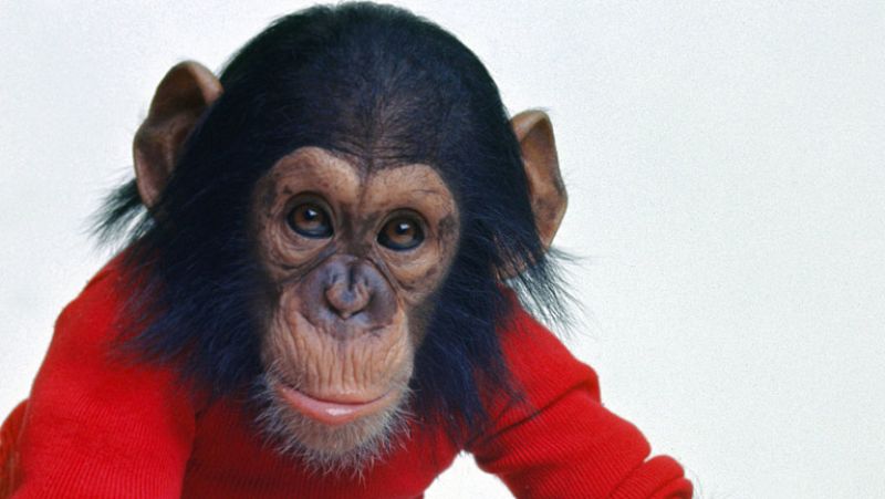 Días de cine: 'Proyecto Nim'