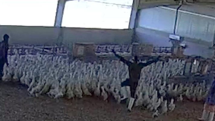 Mañaneros 360 - La mayor explotación de patos de Europa, en Portugal, denunciada por maltrato y abandono animal