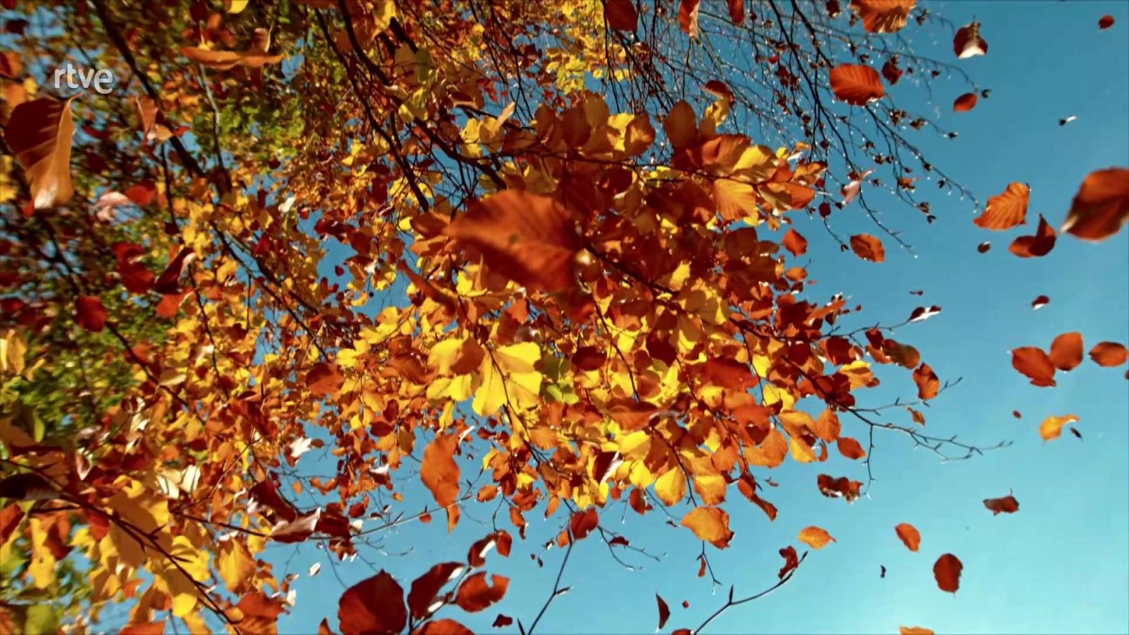 ¿Por qué los árboles pierden sus hojas? - Aprendemos en Clan: El Reto | Ver