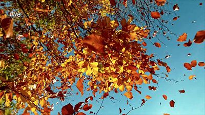 ¿Por qué los árboles pierden sus hojas? - Aprendemos en Clan: El Reto | Ver