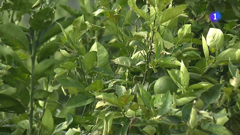Balanç de les inundacions al Delta de l'Ebre
