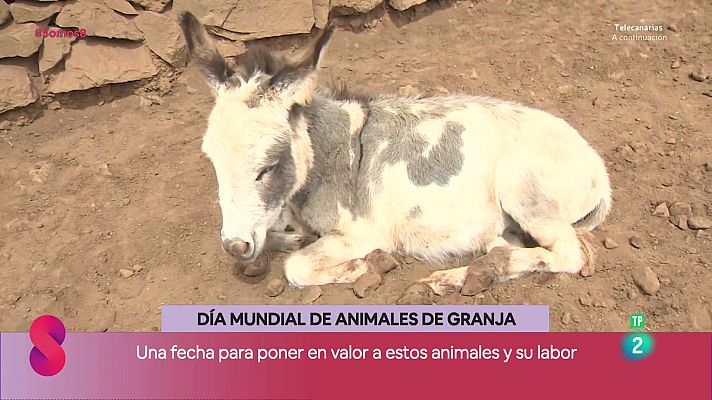 Somos 8 - Somos 8 - 02/10/2025