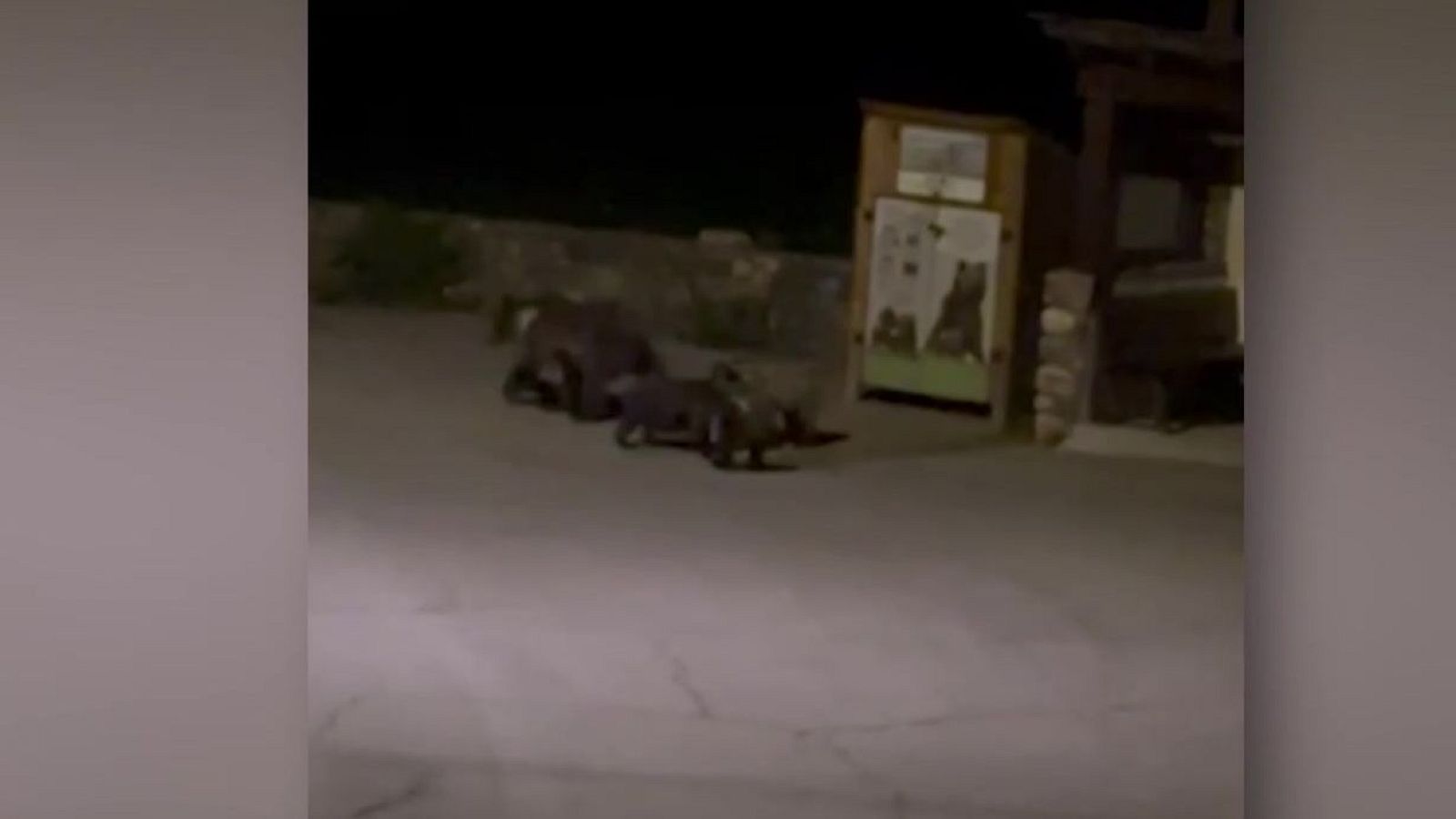 Una osa y tres crías de paseo por un pueblo de León - Mañaneros 360 | Ver