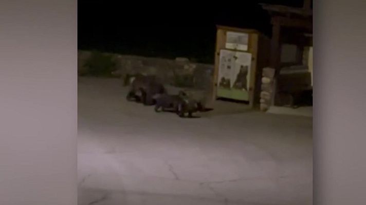 Mañaneros 360 - Una osa y tres crías de paseo por un pueblo de León