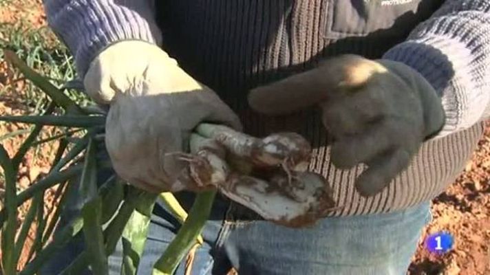 L'Informatiu - L'informatiu migdia - Aquest diumenge, comença la temporada dels Calçots a Valls