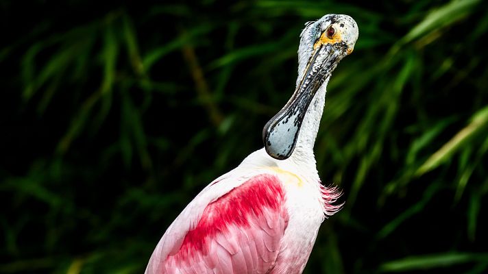 Telediario Fin de Semana - Aves, un indicador del estado del medioambiente