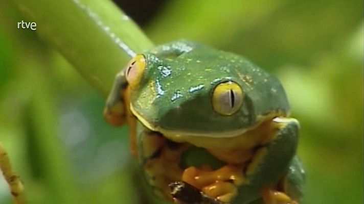 La aventura del Saber - Las ranas y el museo