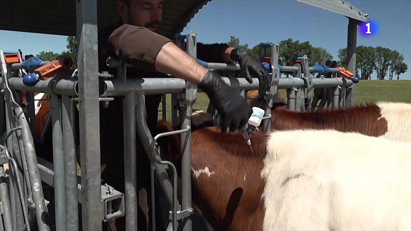 Pendents de tres nous casos de dermatosi nodular a l'Alt Empordà - L'Informatiu | Veure