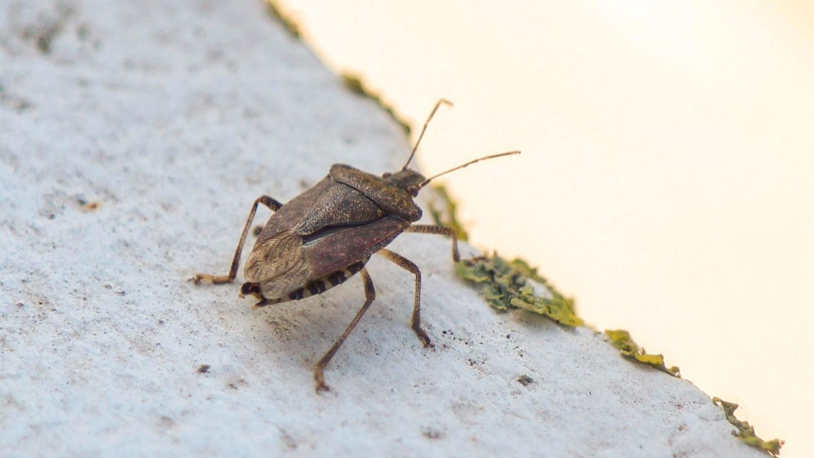 La 'chinche apestosa' ya está en España - Mañaneros 360 | Ver