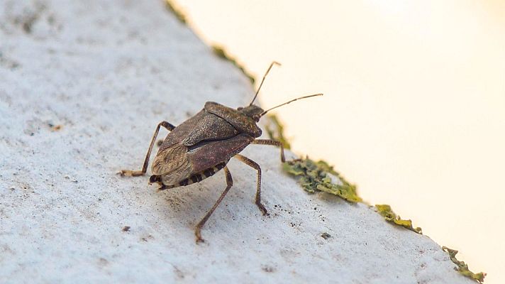 Mañaneros 360 - La 'chinche apestosa' ya está en España