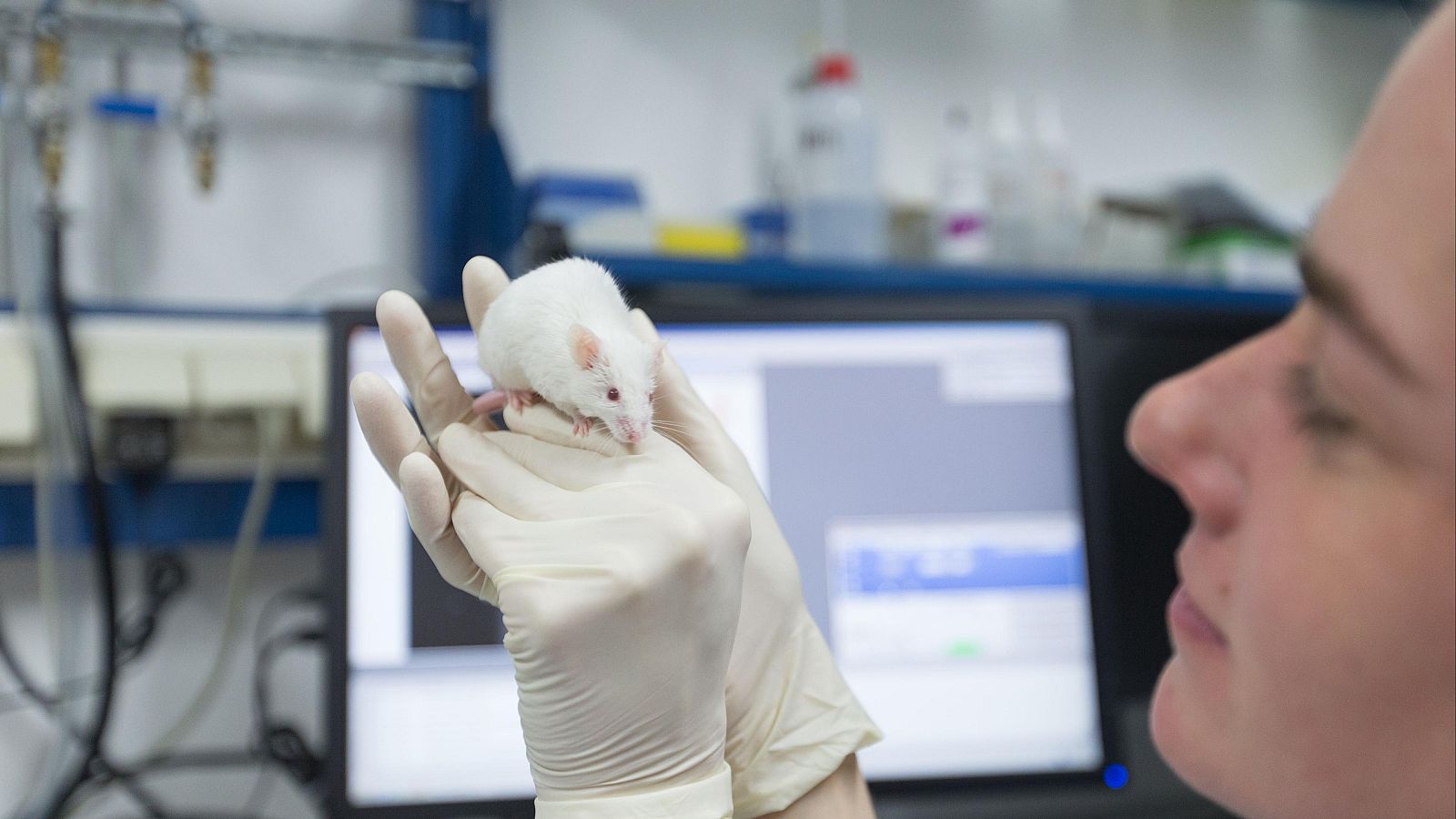 Estudian los gestos de los ratones y su relación con el pensamiento | Ver