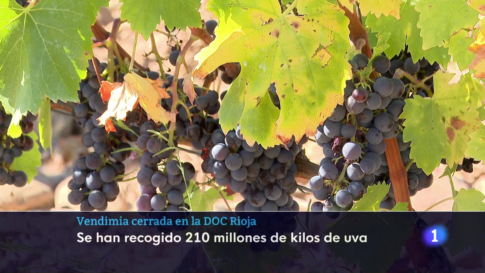 Informativo Telerioja 2 08-10-2025 Ver ahora | Ver