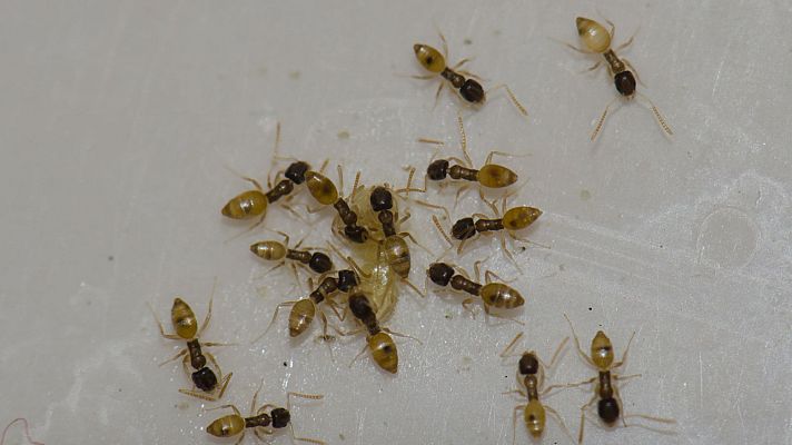 Mañaneros 360 - La invasión de la hormiga fantasma llega a Málaga