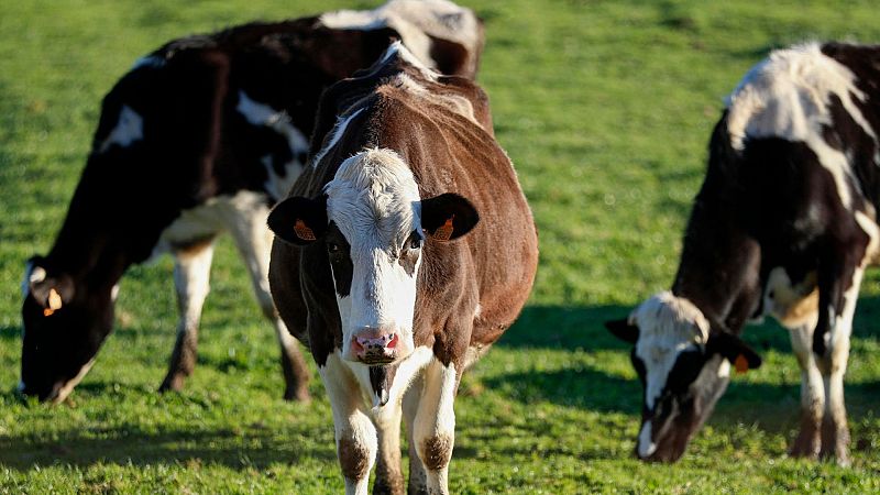 Empieza la vacunación de ganado en Cataluña por dermatosis nodular - Telediario 1 | Ver