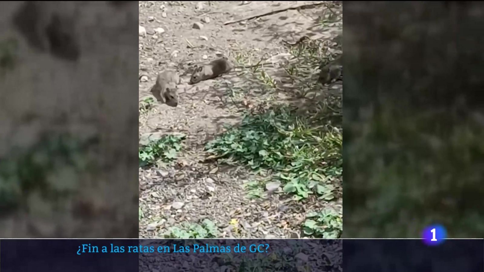 Canarias en 2" - 13/10/2025 | Ver
