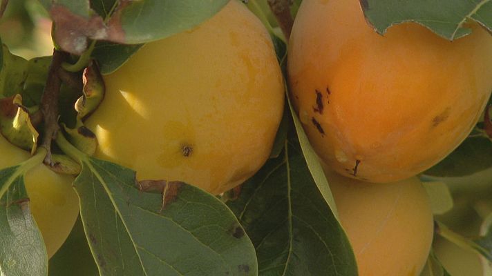  - La lluvia daña los cultivos de arroz y es una incógnita en los cítricos