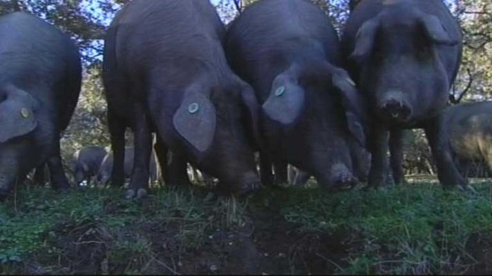 Telediario 1 - Los jamones, lomos y paletillas ibéricas tendrán tres nuevas categorías
