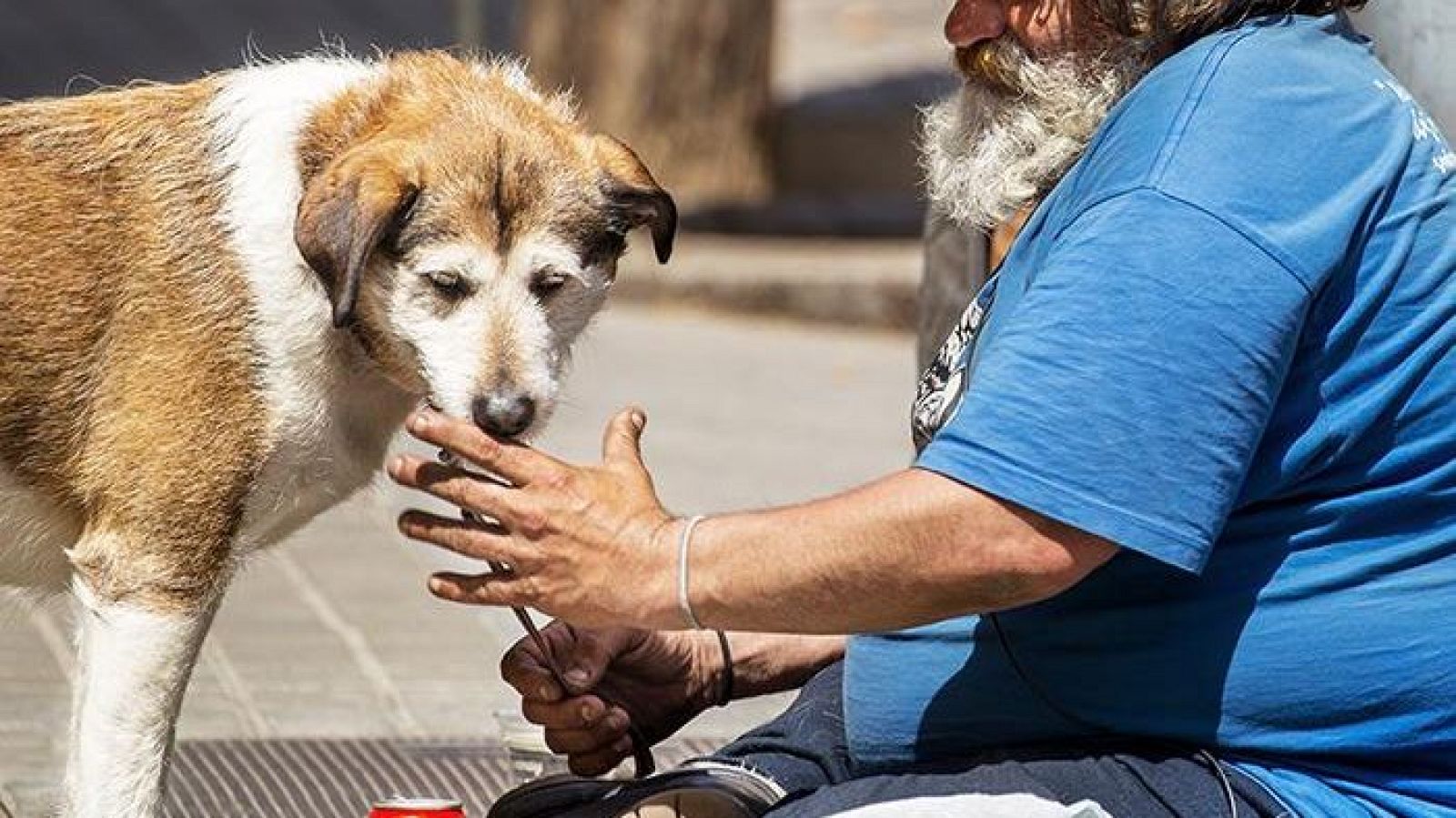 Reportaje sobre animales y personas vulnerables - Para todos La 2 | Ver