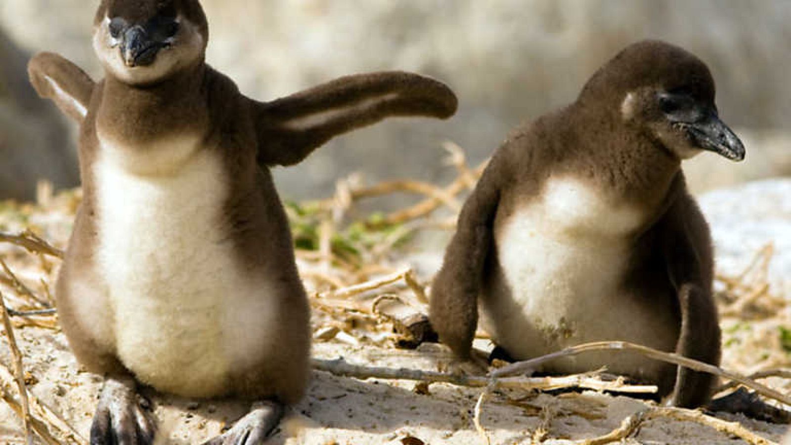 Grandes documentales - Pingüinos bajo asedio - Ver ahora