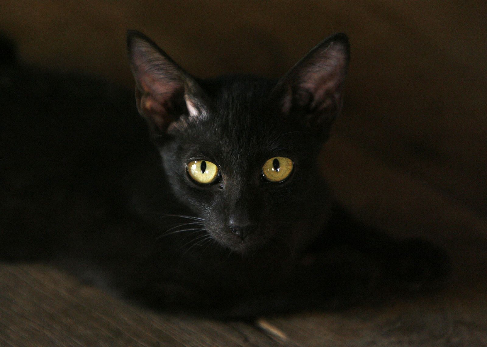 Terrassa prohíbe las adopciones de gatos negros - Mañaneros 360 | Ver