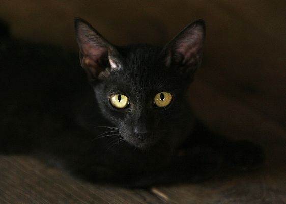 Mañaneros 360 - Terrassa prohíbe las adopciones de gatos negros