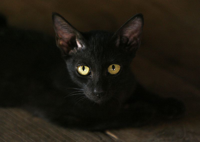 Terrassa prohíbe las adopciones de gatos negros - Mañaneros 360 | Ver