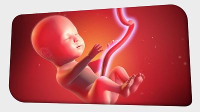 ¿Por qué tenemos ombligo? - Aprendemos en Clan: El Reto | Ver