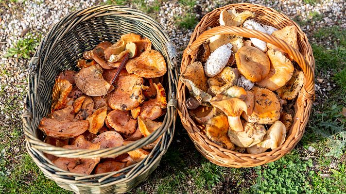 Telediario 1 - La falta de lluvias y las temperaturas retrasan la temporada de setas